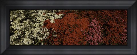Framed Flower Bed Print