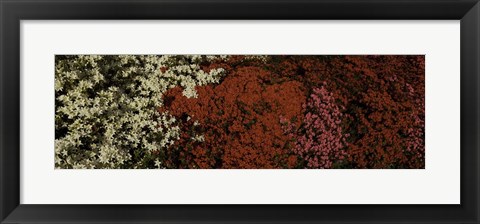 Framed Flower Bed Print