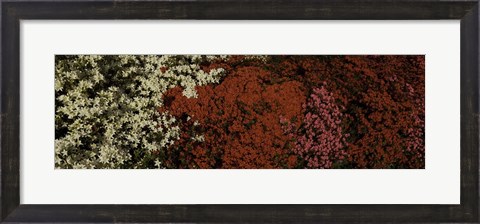 Framed Flower Bed Print