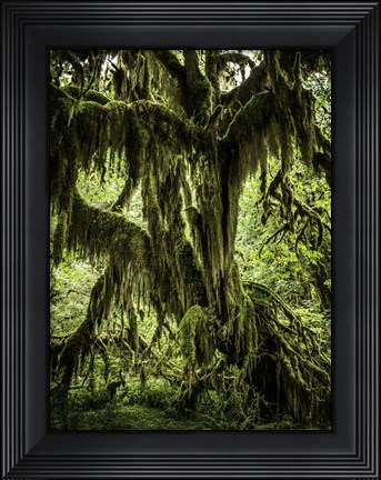 Framed Mossy Tree Print
