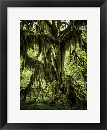 Framed Mossy Tree Print