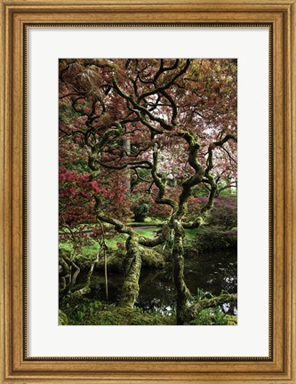 Framed Japanese Garden Tree Print