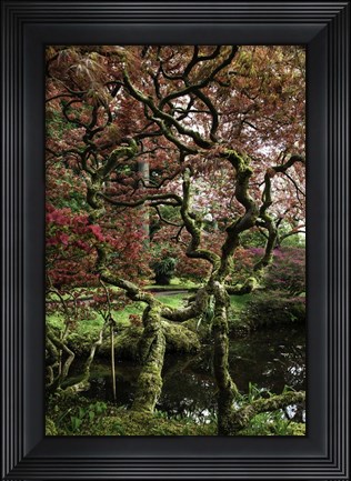 Framed Japanese Garden Tree Print