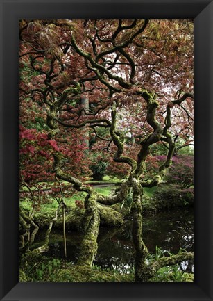 Framed Japanese Garden Tree Print