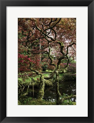 Framed Japanese Garden Tree Print