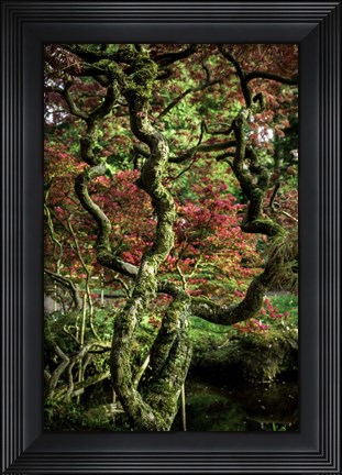 Framed Japanese Garden Tree 2 Print