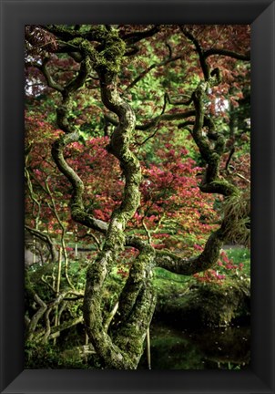 Framed Japanese Garden Tree 2 Print