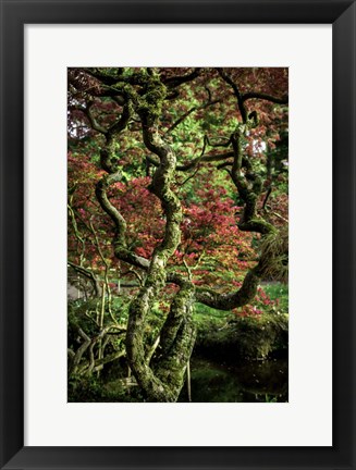 Framed Japanese Garden Tree 2 Print