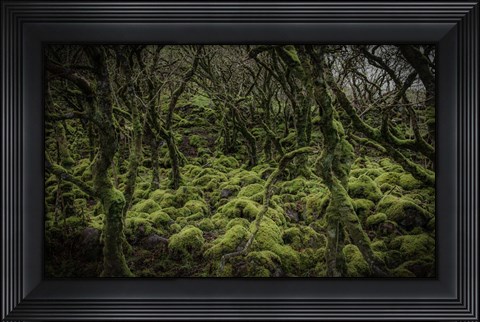 Framed Mossy Forest Print