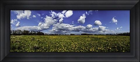 Framed Yellow Flower Field Print