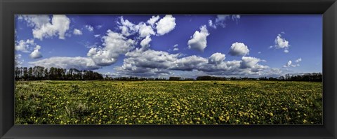 Framed Yellow Flower Field Print