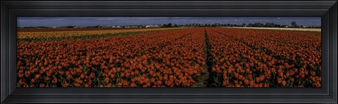 Framed Tulip Field 2 Print