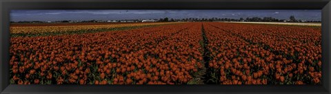 Framed Tulip Field 2 Print