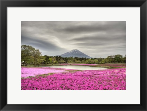 Framed Mount Fuji Pink Moss Print