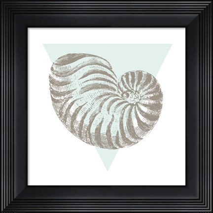 Framed Conchology Sketches II Print