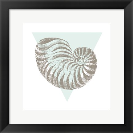 Framed Conchology Sketches II Print