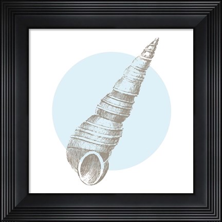 Framed Conchology Sketches I Print