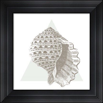 Framed Conchology Sketches III Print