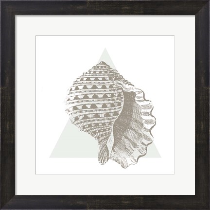 Framed Conchology Sketches III Print