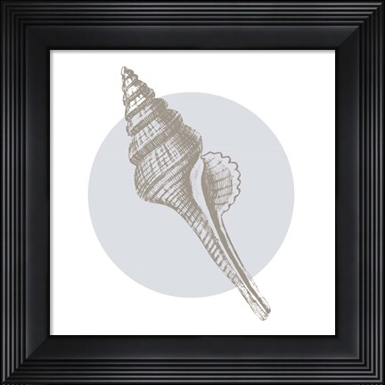 Framed Conchology Sketches IV Print