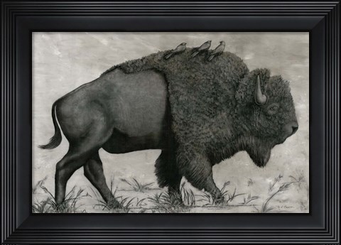 Framed Basking Buffalo Print