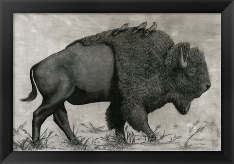 Framed Basking Buffalo Print