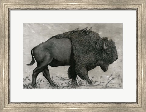 Framed Basking Buffalo Print