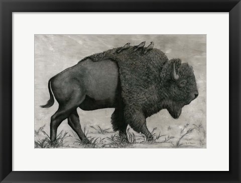 Framed Basking Buffalo Print