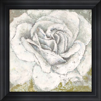 Framed White Rose Blossom Square Print