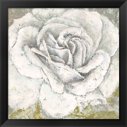 Framed White Rose Blossom Square Print