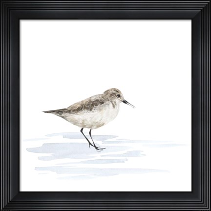 Framed Birds of the Coast on White V Print