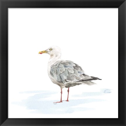 Framed Birds of the Coast on White VI Print