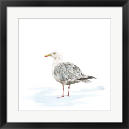 Framed Birds of the Coast on White VI Print