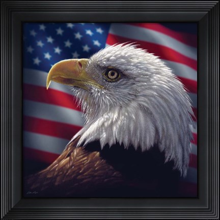 Framed American Bald Eagle Print