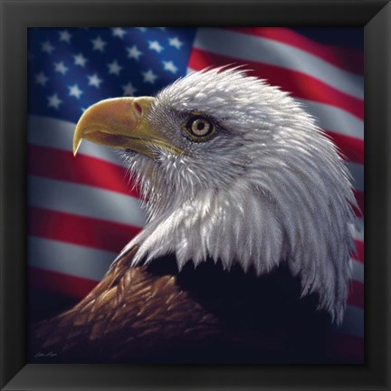 Framed American Bald Eagle Print