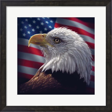 Framed American Bald Eagle Print