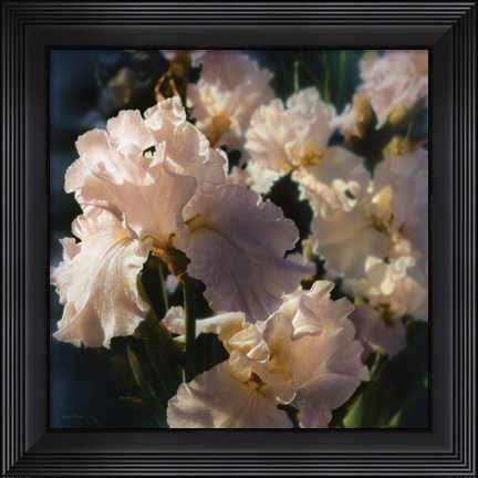 Framed Bearded Iris Print