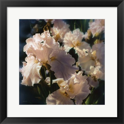 Framed Bearded Iris Print