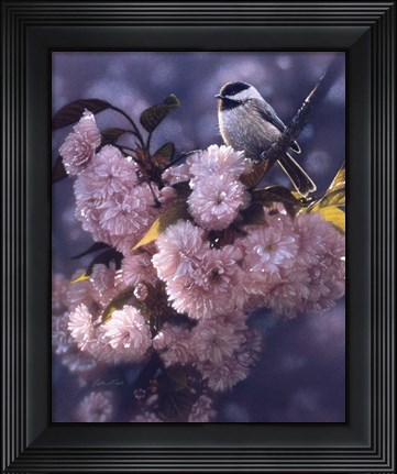 Framed Black Capped Chickadee Print