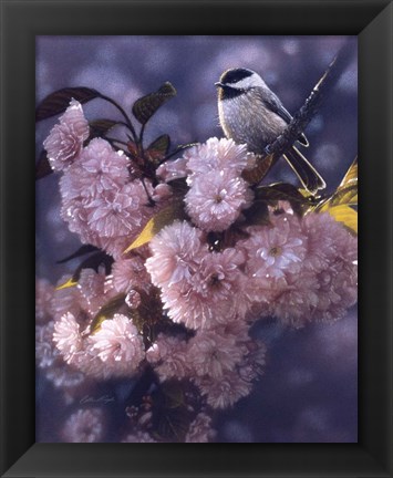 Framed Black Capped Chickadee Print