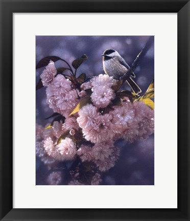 Framed Black Capped Chickadee Print