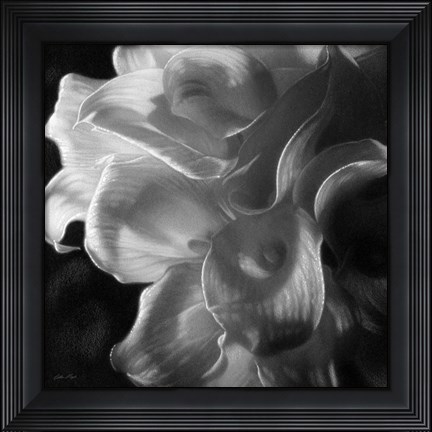 Framed Calla Lilies - Emerging Dawn B&amp;W Print