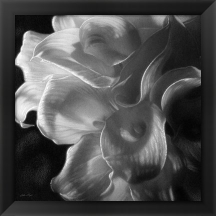 Framed Calla Lilies - Emerging Dawn B&amp;W Print