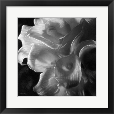 Framed Calla Lilies - Emerging Dawn B&amp;W Print