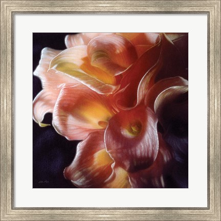 Framed Calla Lilies - Emerging Dawn Print
