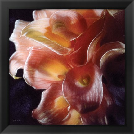 Framed Calla Lilies - Emerging Dawn Print