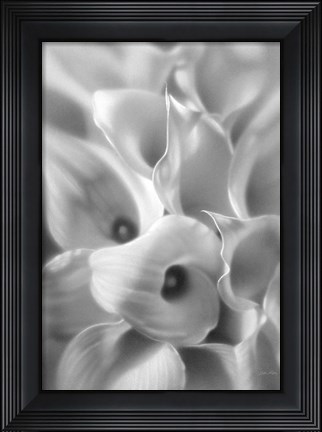 Framed Calla Lilies Print