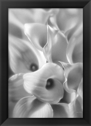 Framed Calla Lilies Print