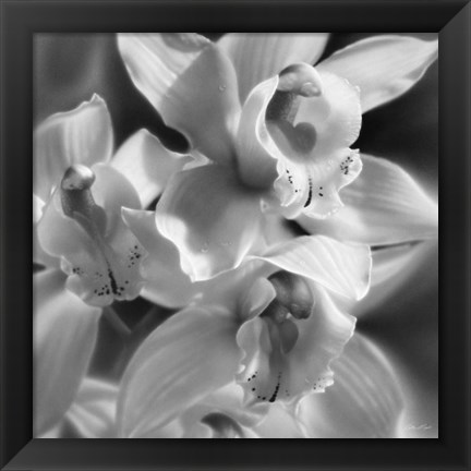 Framed Orchids - B&amp;W Print