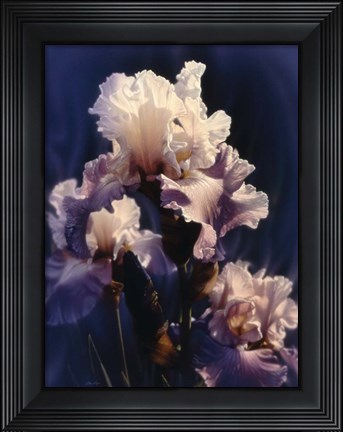 Framed Purple Iris Print